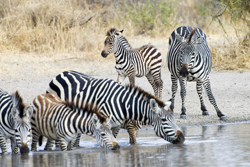 Fototapeta na wymiar Herd of wild zebra drinking at water hole
