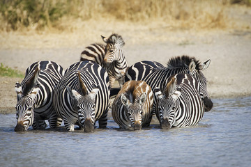 Fototapeta na wymiar Herd of wild zebra drinking at water hole
