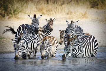 Herd of wild zebra drinking at water hole - obrazy, fototapety, plakaty