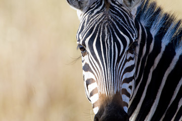 Naklejka premium Wild African Zebra with long eyelashes