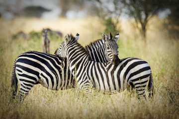 Two wild zebra resting  together in Africa