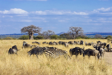 Fototapeta na wymiar Herd of zebra and wildebeest grazing in African savanna