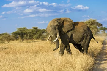 Fotobehang Wild Elephant in East Africa © Mat Hayward