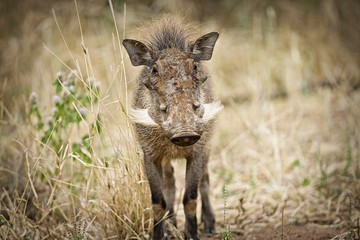Wild Warthog in East Africa