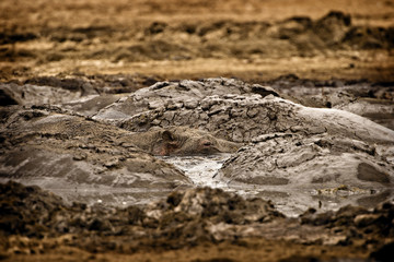 Wild Hippopotamus resting in thick mud