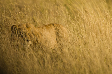 Wild African Lioness Hunting In Tall Grass