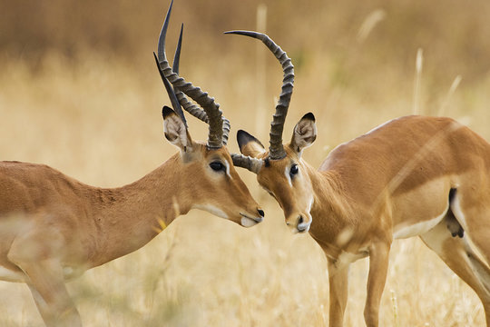 Two adult male impala fighting in Africa