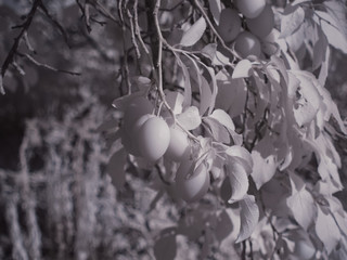 infrared photography - ir photo of a berry or berries