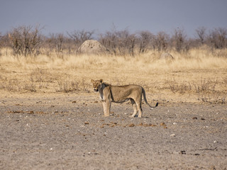 Female Lion