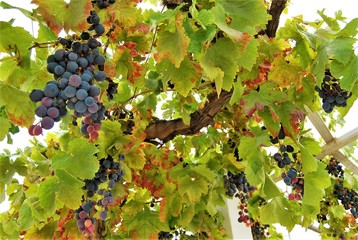 Valencian Grape Vines