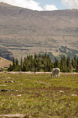 Fototapeta premium Mountain Grazing
