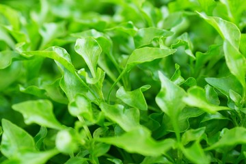 organic healthy green salad leafs watercress top view for background