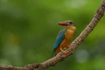 Stork-billed Kingfisher ; Pelargopsis capensis, Young bird.