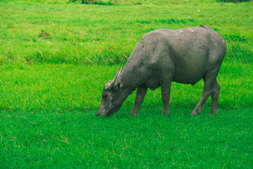 Buffalo is eating grass in middle of the green nature field background.