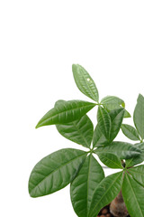 パキラ　観葉植物