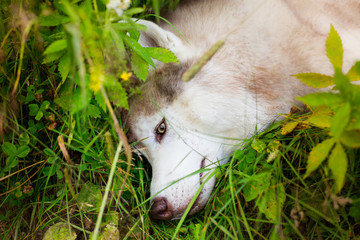 Close-up portrait of tired beige and white dog breed siberian husky lying in the green grass