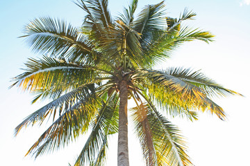 Fototapeta na wymiar Coconut tree and blue sky tropical summer under view background
