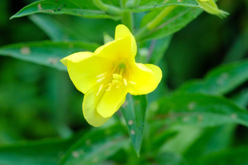 "Evening primrose" of yellow flowers blooming in the summer.