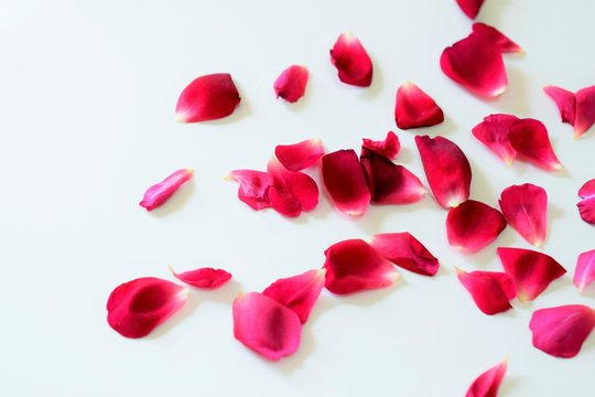 花びら Images Browse 393 562 Stock Photos Vectors And Video Adobe Stock