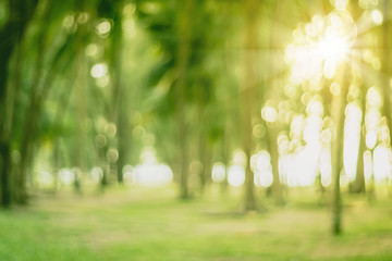 Blur nature bokeh green park by beach and tropical coconut trees