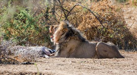 Male Lion With Kill