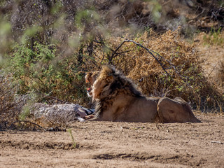 Male Lion With Kill