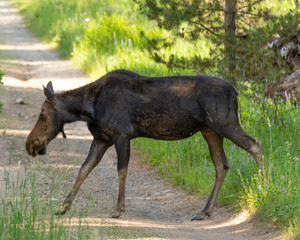 Moose crossing