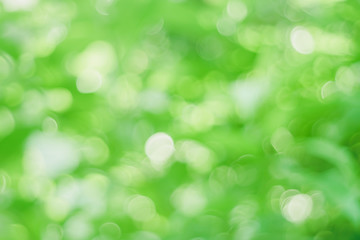 Obraz premium Selective green nature leaf with sunlight bokeh background.Vintage color tone style.