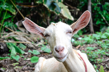 Fototapeta premium portrait of a white goat