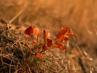  - cross section cut under the microscope &ndash; microscopic view of animal cells for education