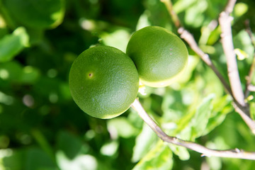 Fresh green lemon limes on tree in organic garden