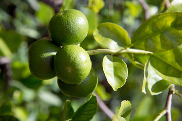Fresh green lemon limes on tree in organic garden