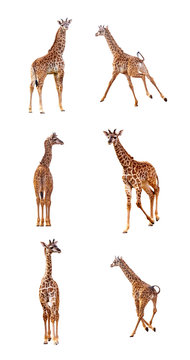 Baby Giraffe in Various Positions on White