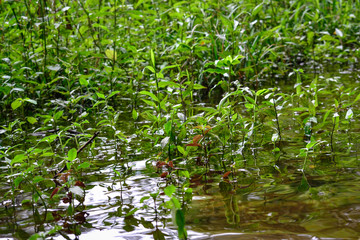 vegetation on the river bank...