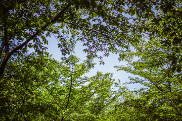 Tree branch on blue sky background.
