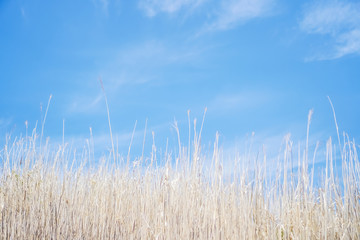 Obraz premium Copy space of white grass with blue summer sky background.vintage color tone cocept.