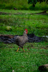 hen walking in the field