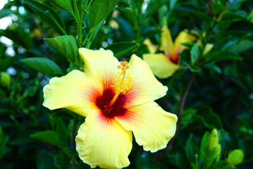 Orange, yellow and red hibiscus flower in bloom