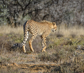 Juvenile Cheetah Stalking