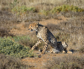 Juvenile Cheetah Stalking