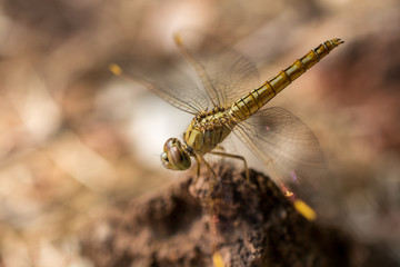 Dragonfly, a closeup