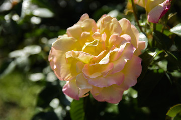 White rose close-up against a background of green leaves and a blurred background. Concept of shallow depth of field. In the category of the creative background of the screen saver, wallpaper.