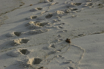 Beach Footprints