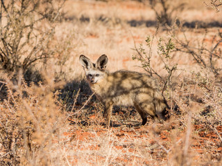 Bat-eared Fox
