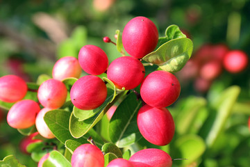 Carissa carandas, Carunda, Karonda seeds ripe pink or red colorful, tropical citrus karanda or koromcha fruit, Karanda(or carunda) fresh karanda(or Carunda)