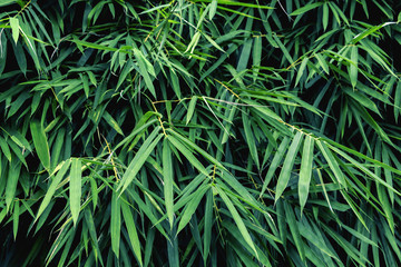 Background of leaves in the summer in the tropical.