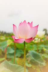 beautiful pink lotus flower in blooming at sunset