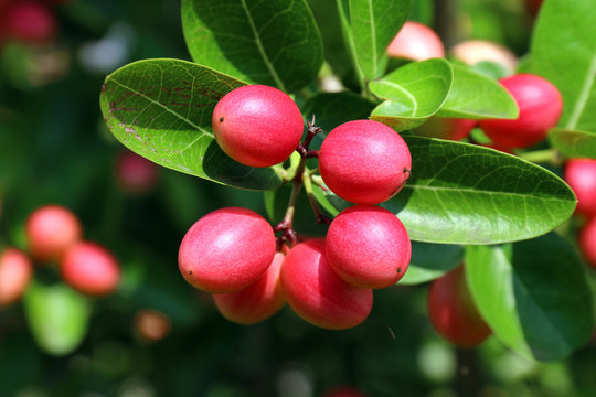 Carissa carandas, Carunda, Karonda seeds ripe pink or red colorful, tropical citrus karanda or koromcha fruit, Karanda(or carunda) fresh karanda(or Carunda)