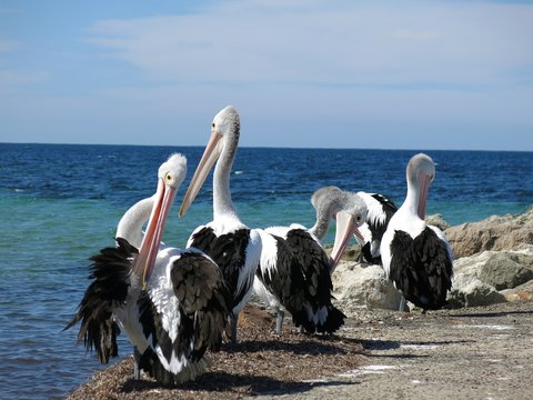 Pelicans at Emu Bay, Kangaroo Island, SA, Australia