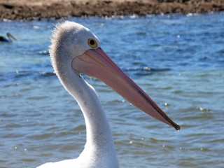 Pelicans at Emu Bay, Kangaroo Island, SA, Australia